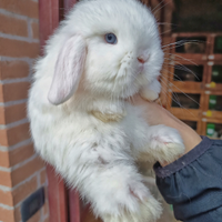Cuccioli conigli minilop
