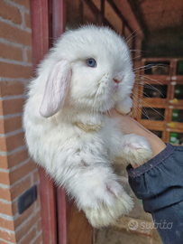 Cuccioli conigli minilop