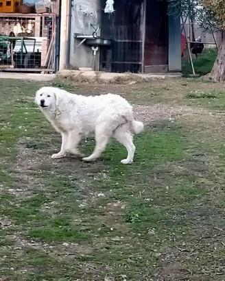 Pastore abruzzese