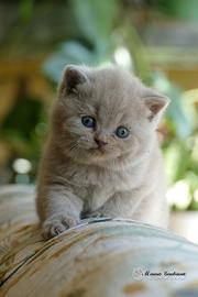 BRITISH Shorthair cucciola