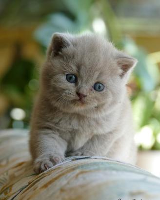 BRITISH Shorthair cucciola