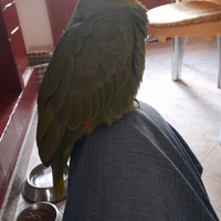 Pappagallo