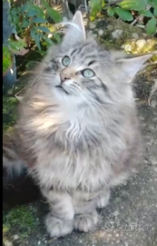 Gatto Norvegese delle foreste