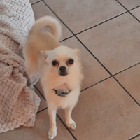 Chiwawa toy
