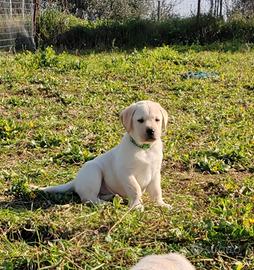 Labrador maschi miele con pedigree