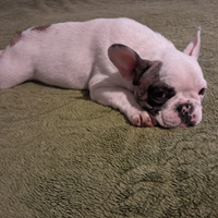 Bulldog francese