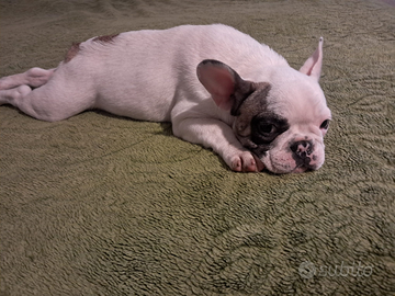 Bulldog francese