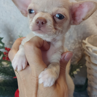 Chihuahua femmina pedigree