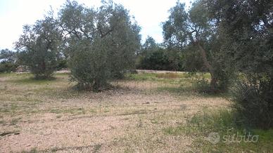 Campagna Abbandonata Toritto