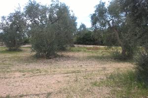 Campagna Abbandonata Toritto