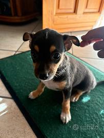 Cucciolo di Pinscher Nero
