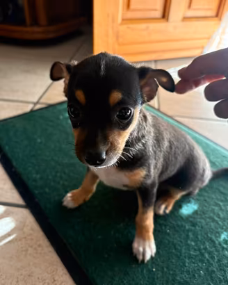 Cucciolo di Pinscher Nero