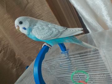 Pappagalli coccorite