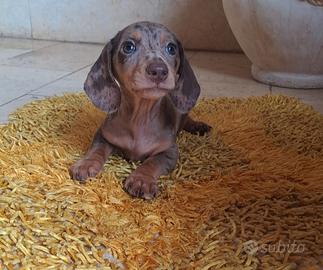 Cuccioli bassotti