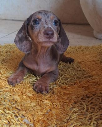 Cuccioli bassotti