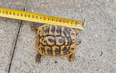 Testudo Hermanni Boettgeri