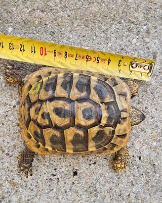 Testudo Hermanni Boettgeri