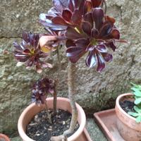Piantine grasse  diversa grandezza e varietà