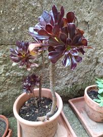 Piantine grasse  diversa grandezza e varietà