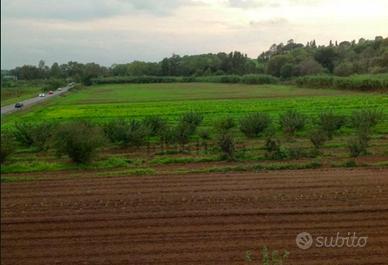 TERRENO AGRICOLO 