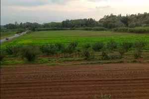 TERRENO AGRICOLO 
