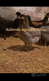 Galli galline marans