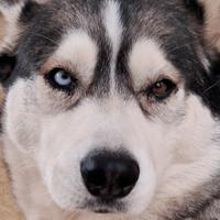 Husky femmina per accoppiamento