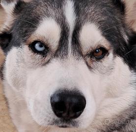 Husky femmina per accoppiamento