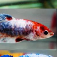 Betta splendens half moon e plakat