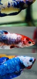 Betta splendens half moon e plakat