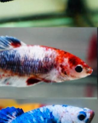 Betta splendens half moon e plakat