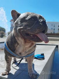 Bulldog francese blu merle carrier cream esotico