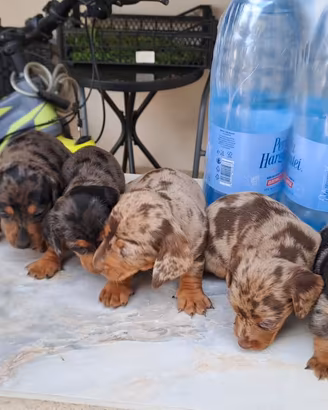 Bassotti tedeschi arlecchino silver