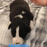 Cucciolo Border collie e pastore maremmano