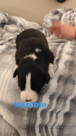 Cucciolo Border collie e pastore maremmano