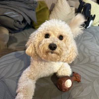 Barboncino disponibile per monta