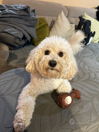 Barboncino disponibile per monta