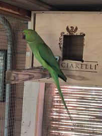 Pappagalli parrocchetti dal collare