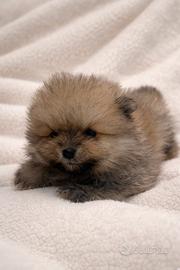Pomerania cucciolo disponibile