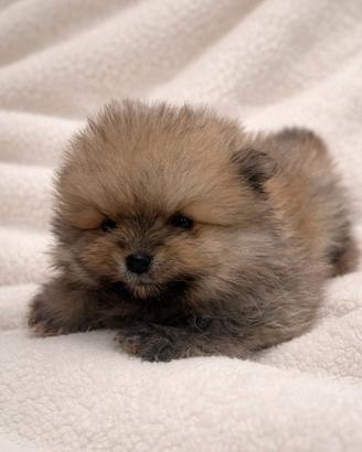 Pomerania cucciolo disponibile