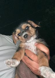 Yorkshire cuccioli