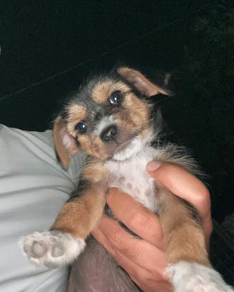 Yorkshire cuccioli