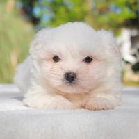 Cucciolo di Maltese