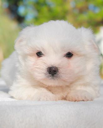 Cucciolo di Maltese