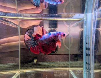 VENDUTO Betta Multicolor