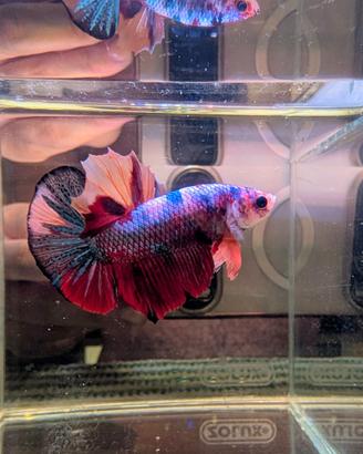 VENDUTO Betta Multicolor