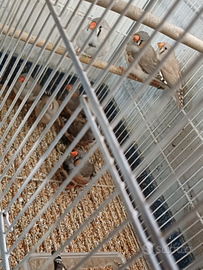 Bengalini, diamante mandarino