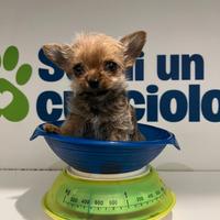 Chorkie teacup da Chihuahua Yorkshire piccolissimi