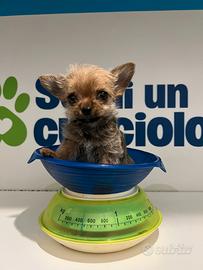 Chorkie teacup da Chihuahua Yorkshire piccolissimi