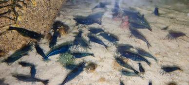 Caridine Neocaridine Gamberetti Blue Dream